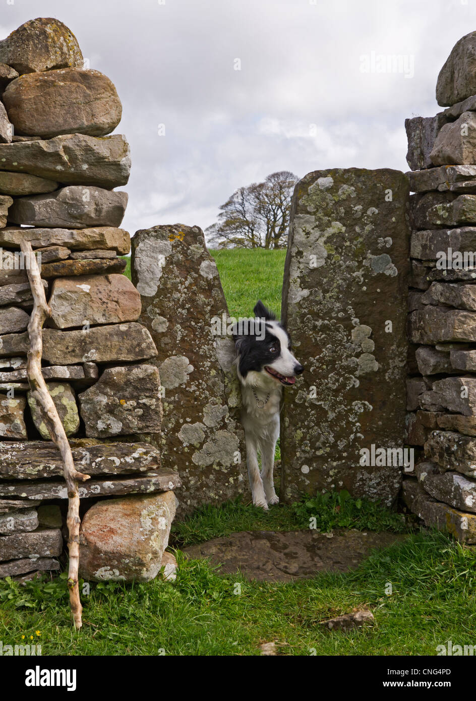 A squeeze stile in a dry stone wall in the Yorkshire dales. Very narrow - a Border Collie struggles to get through it. Stock Photo