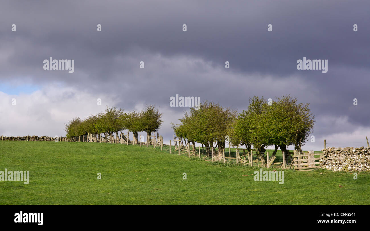 hawthorn hedge in Yorkshire Stock Photo