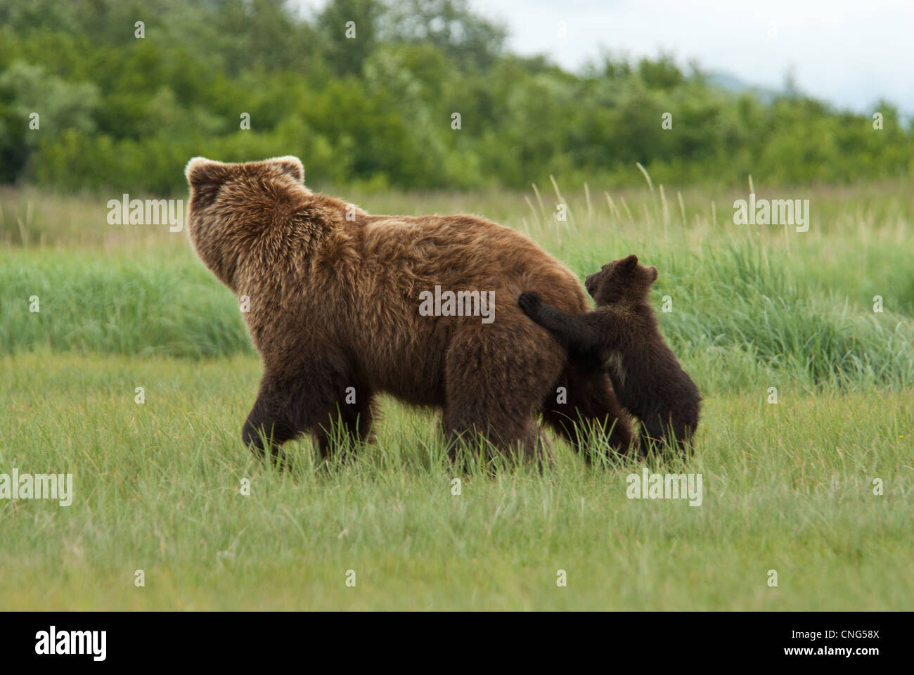 Brown Bear cub holding on to mothers back, Kukak Bay, Katmai NP, Alaska Stock Photo
