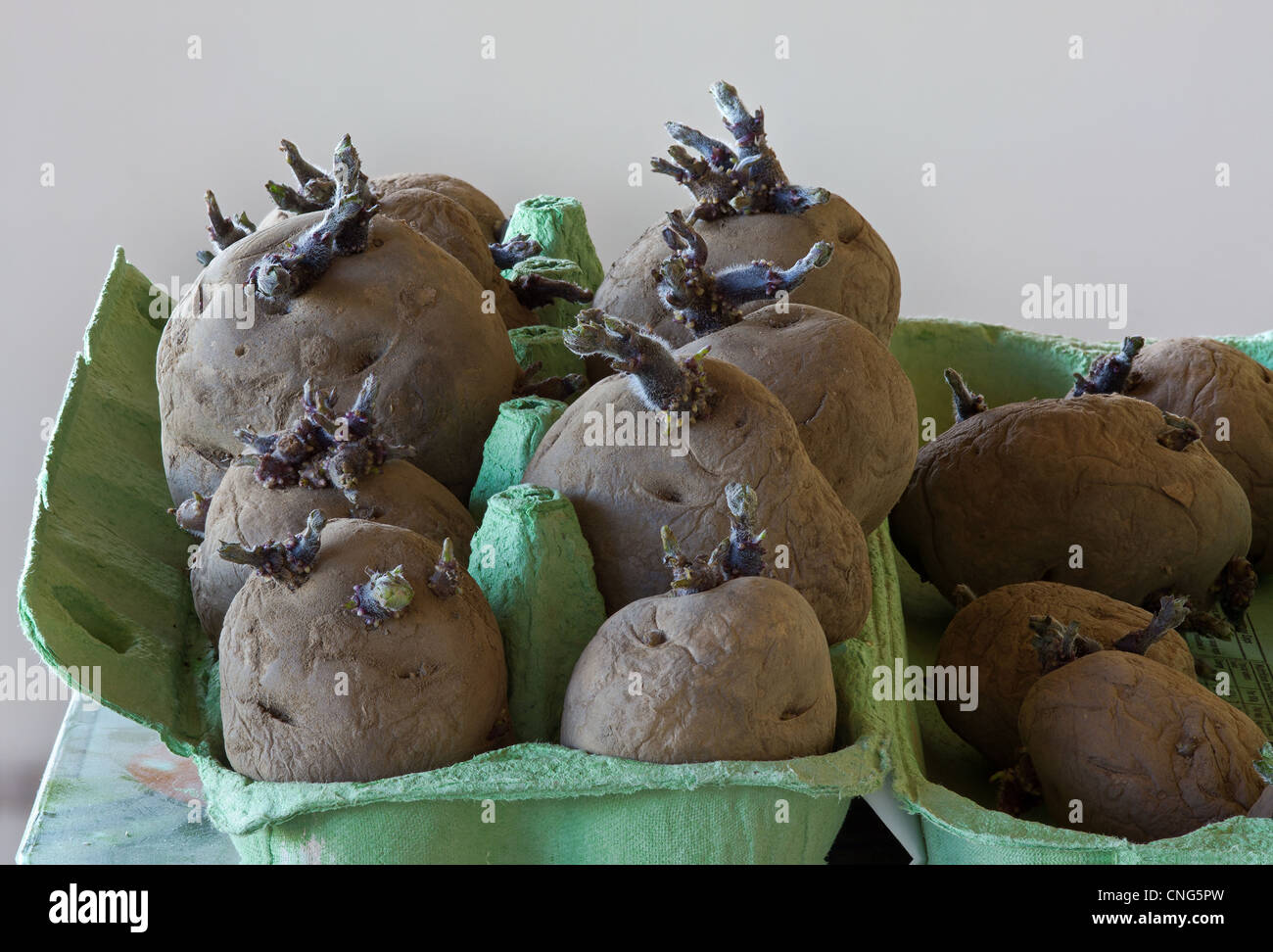 seed potatoes being chitted in an egg carton. Stock Photo