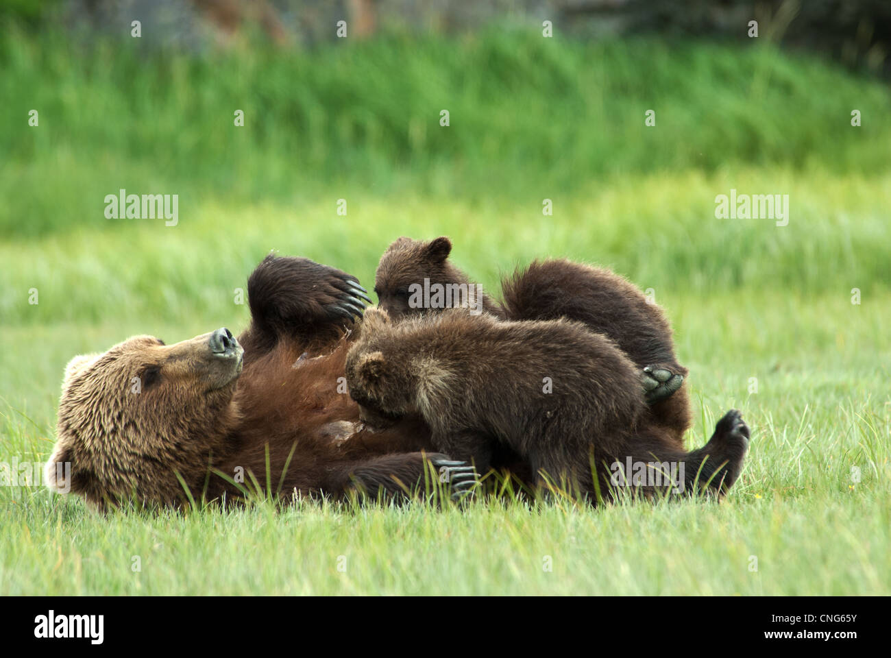 Brown bear sow nursing twin cubs, Kukak Bay, Katmai NP coast, Alaska Stock Photo