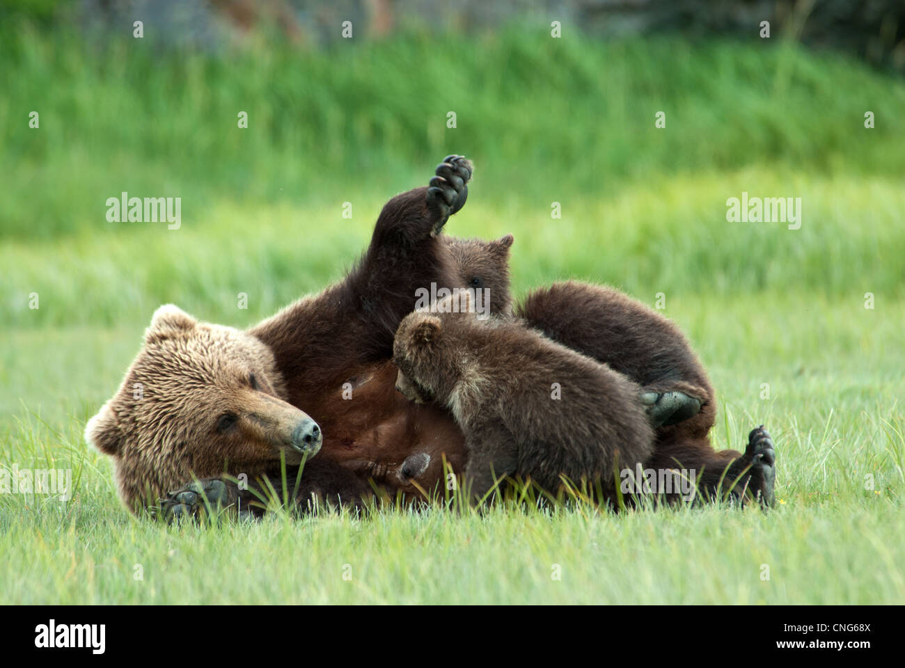 Brown bear sow stops nursing her twin cubs, Kukak Bay, Katmai NP coast, Alaska Stock Photo
