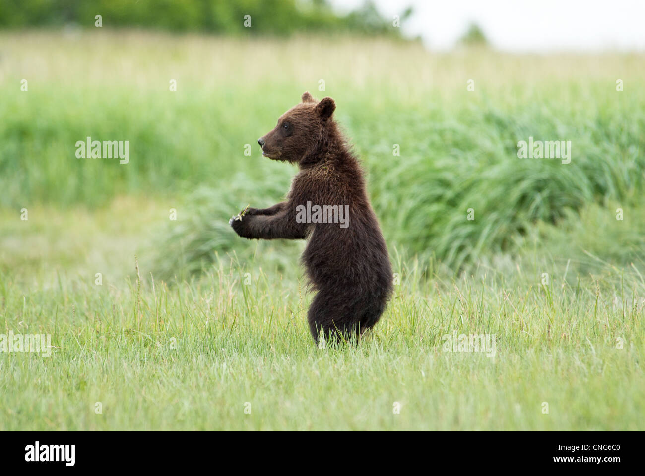 Brown bear cub standing upright in tall sedge grass, Kukak Bay, Katmai NP coast, Alaska Stock Photo