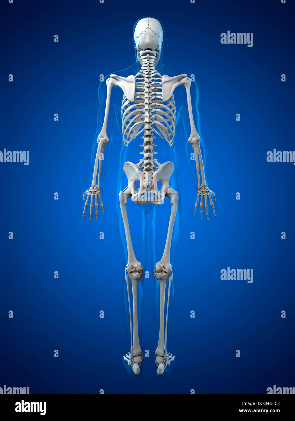 Human Skeleton Artwork Stock Photo Alamy Human Skeleton Artwork Stock Photo Alamy