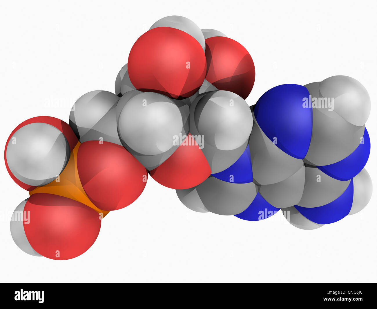 Adenosine monophosphate molecule Stock Photo - Alamy
