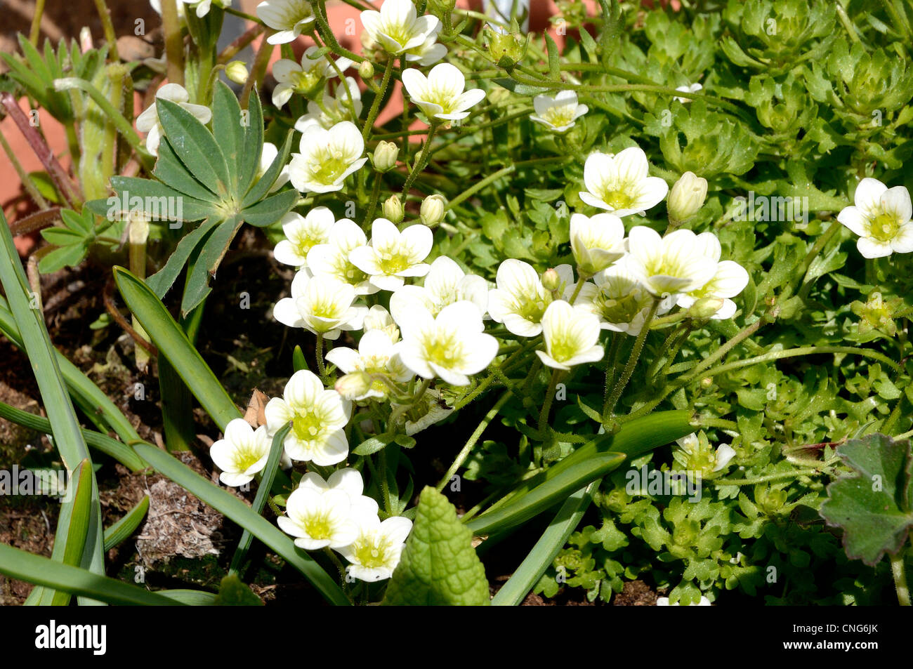 Saxifraga arendsii (Touran Lime Green)) Mound forming evergreen with masses of flowers. Stock Photo
