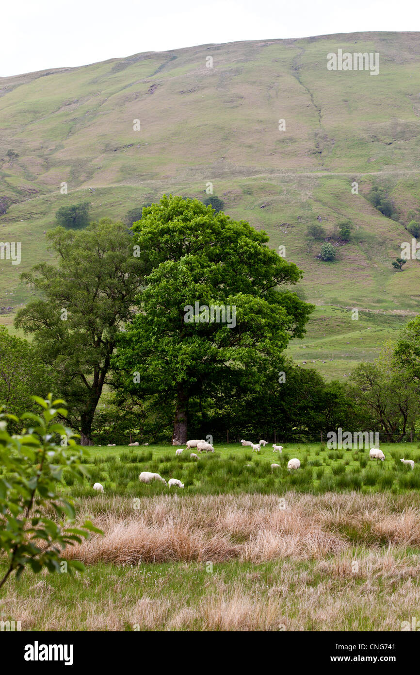 Sheep grazing in Oban, Scotland Stock Photo