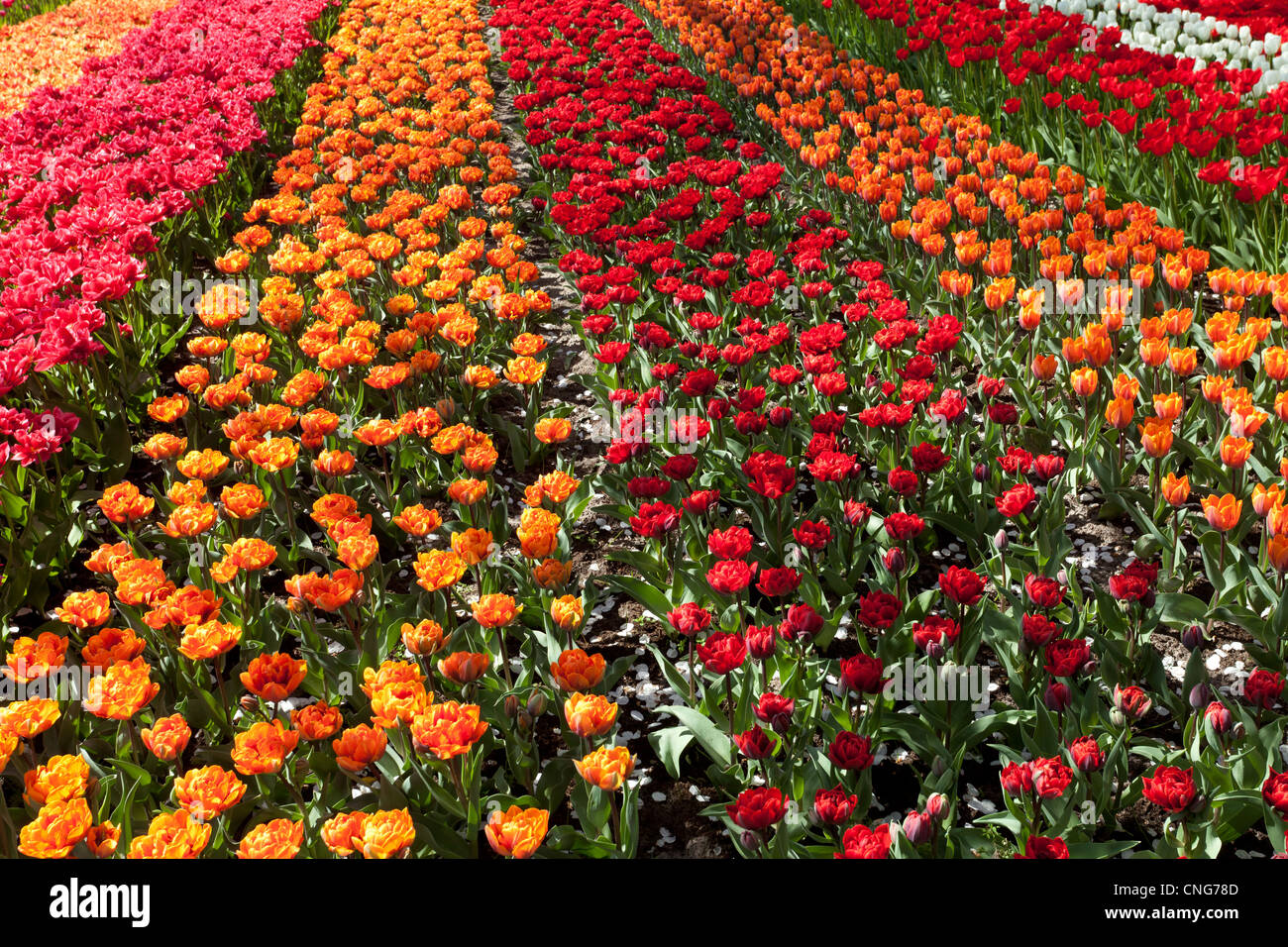 Flowers in keukenhof park hires stock photography and images Alamy