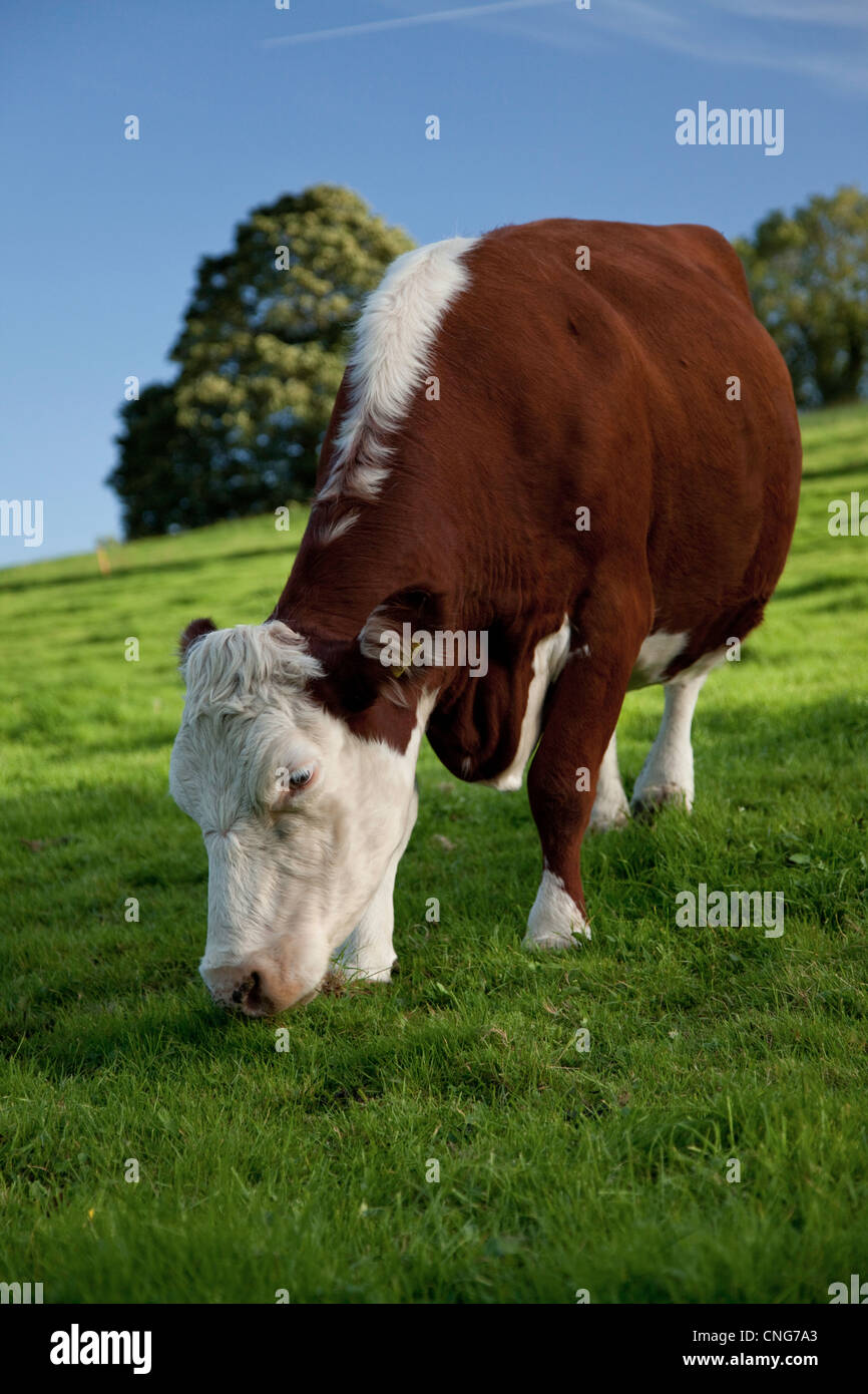 Hereford cow grazing on green hillside Stock Photo