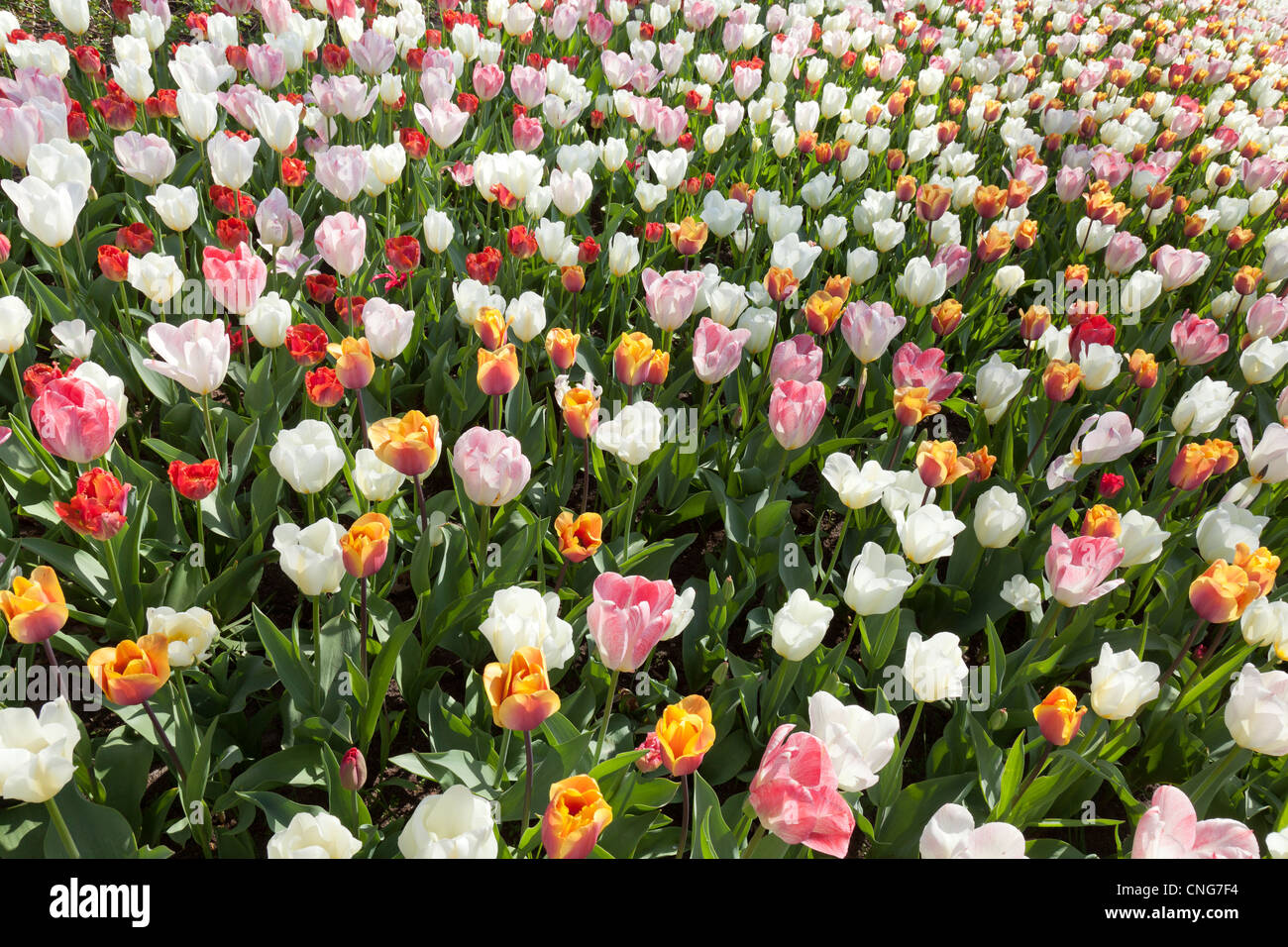 Tulips triumph 'Hemisphere', tulips triumph 'India Summer', tulips fosteriana 'Flaming Purissima', tulips fosteriana 'Purissima' Stock Photo