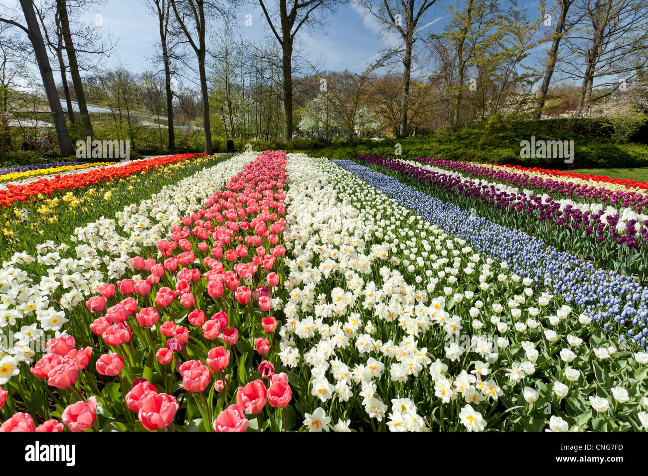 Holland, 'Dune and Bulb Region' in April, Lisse, Keukenhof, flower park in spring, strips of tulips, daffodils and muscaris. Stock Photo