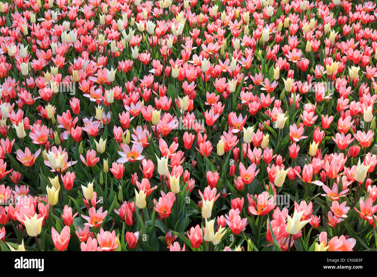 Mix of tulips 'Très Chic' et tulips kaufmanniana 'Heart's Delight'. Stock Photo