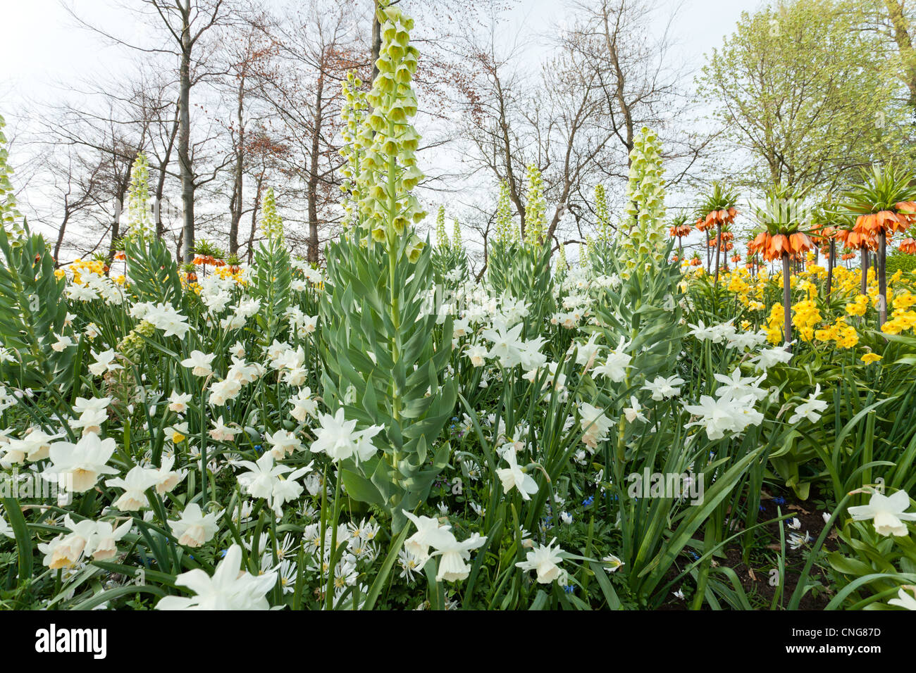 Fritillaria persica 'Ivory Bells', Ipheion 'Charlotte Bishop', Scilla siberica, Narcissus 'Thalia'&'Katie Heath', Anemone blanda Stock Photo