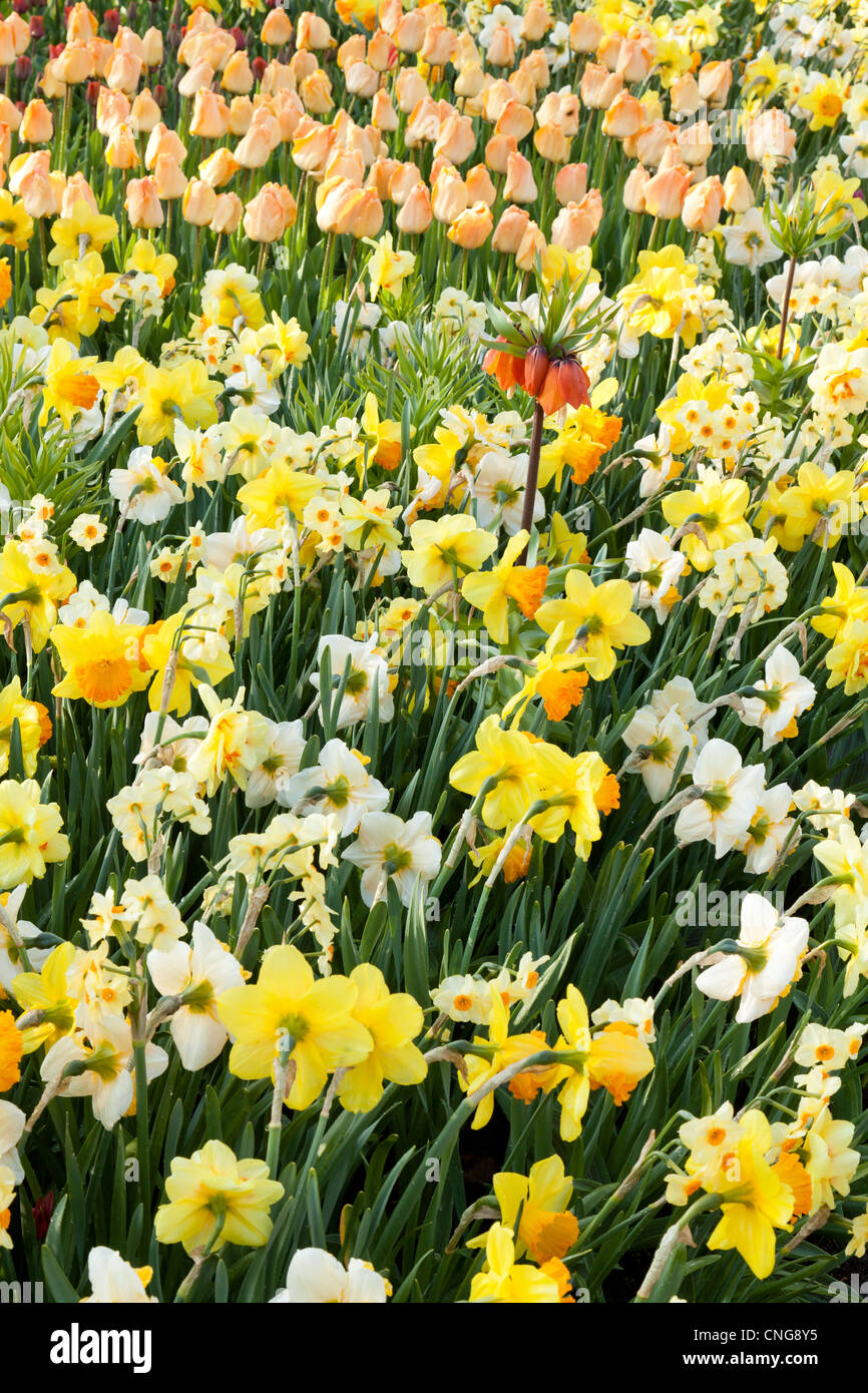 Daffodils 'Orange Progress', Pinza', 'Sovereign', 'Scarlet Gem', 'Tahiti' and Crown imperial ' Rubra' (Fritillaria imp. 'Rubra') Stock Photo