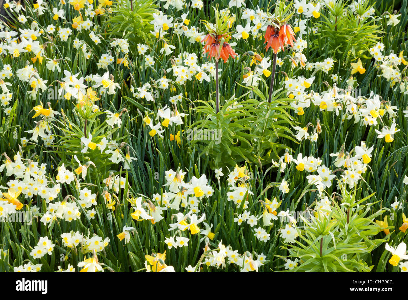 Daffodils ' Hawera', 'Jetfire', 'W.P. Milner', 'Jack Snipe', 'Minnow' and Crown imperial (Fritillaria imperialis). Stock Photo
