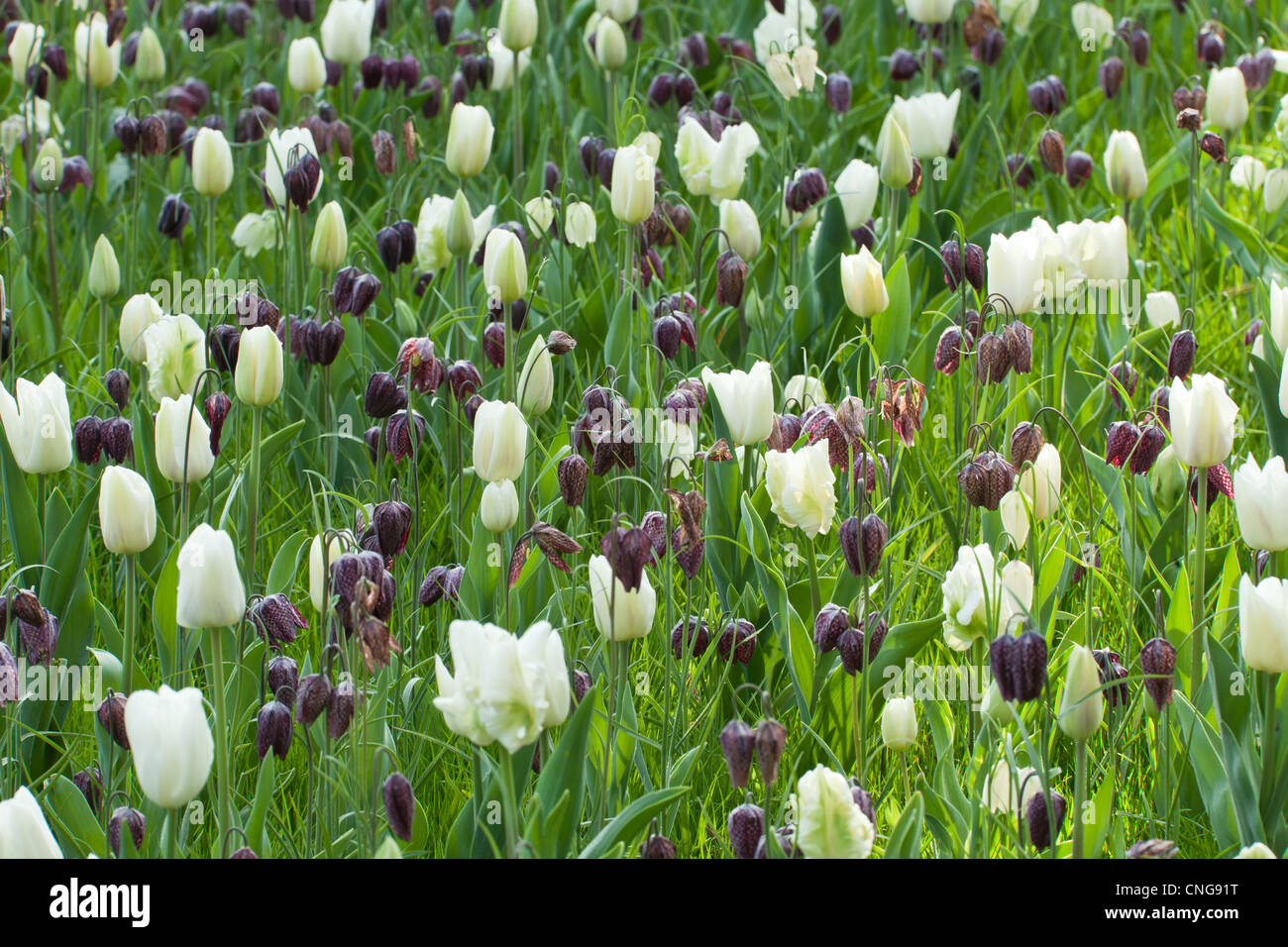 Snake's Head Fritillary (Fritillaria meleagris) and tulips 'Witte Rebel', 'Snow Lady', 'Darwisnow'. Stock Photo