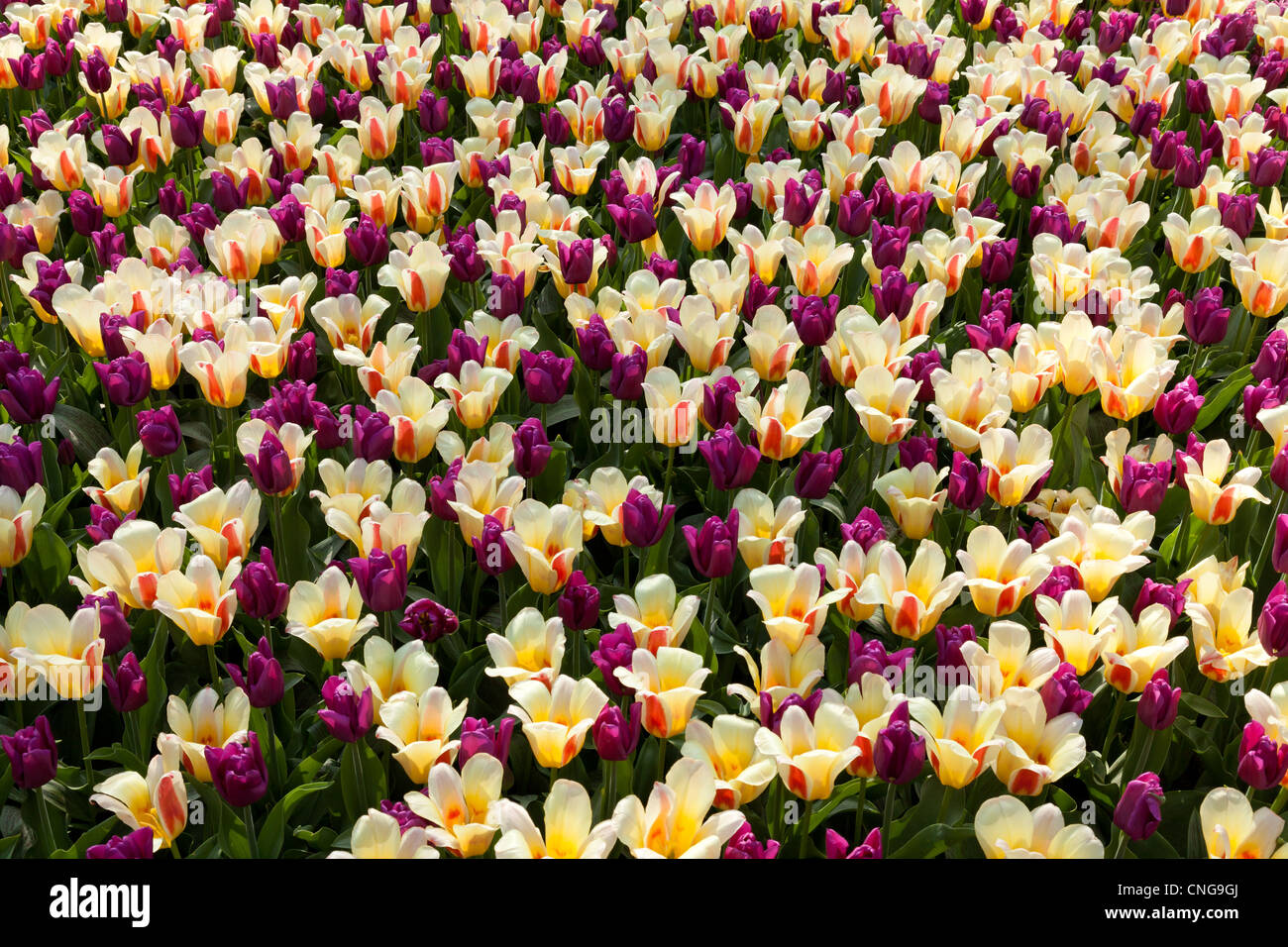 Flowerbed with tulips triomph 'Passionale' and kaufmaniana 'Glück'. Stock Photo