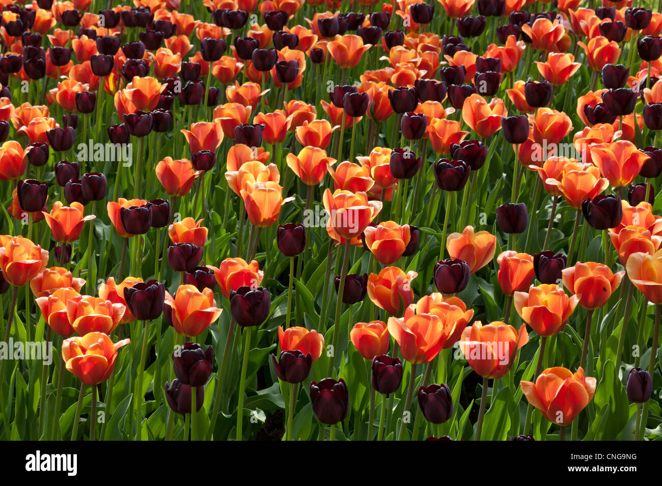 Flowerbed of tulips. Stock Photo