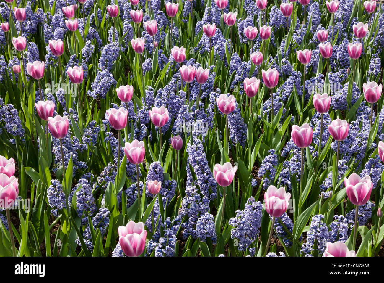 Flowerber with tulips 'Synaeda Blue' and Hyacinths 'Skyline' (Tulipa Triomphe 'Synaeda Blue', Hyacinthus 'Skyline') Stock Photo