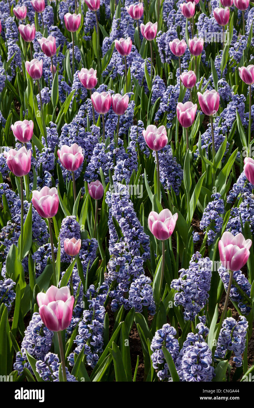 Flowerber with tulips 'Synaeda Blue' and Hyacinths 'Skyline' (Tulipa Triomphe 'Synaeda Blue', Hyacinthus 'Skyline') Stock Photo