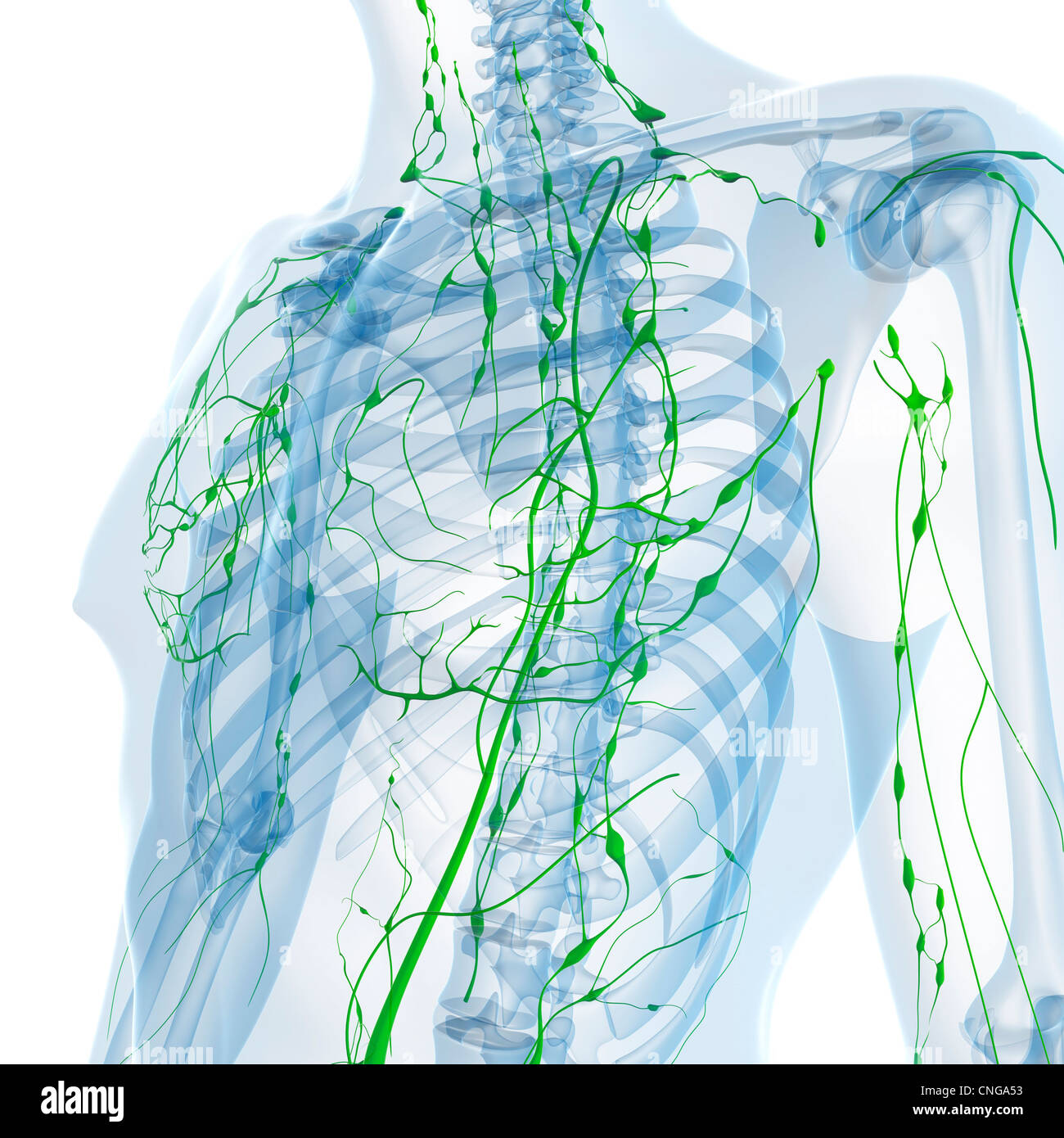 Lymphatic system artwork Stock Photo - Alamy