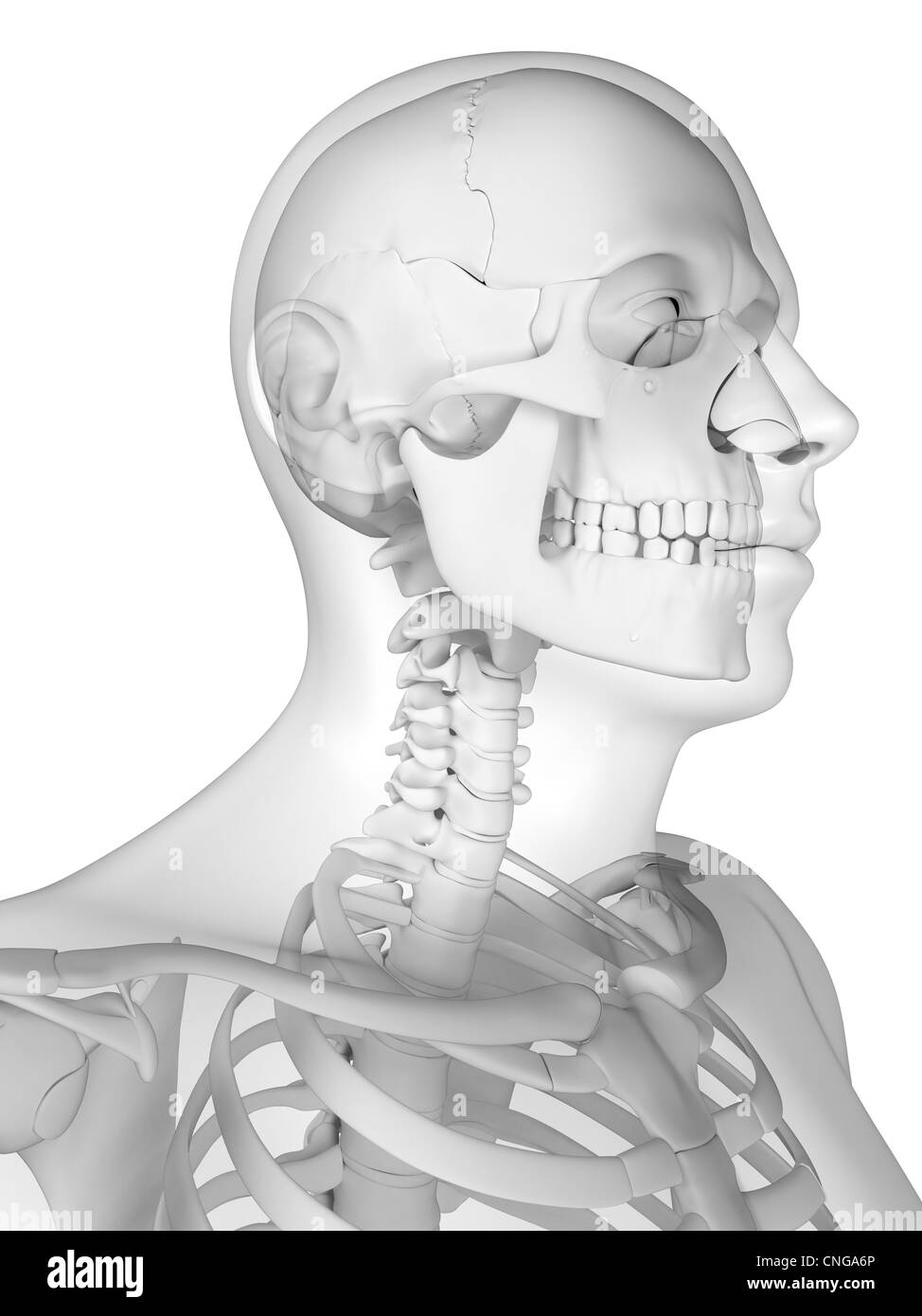 Head anatomy artwork Stock Photo Alamy