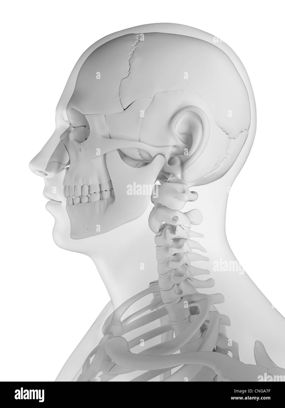 Head anatomy artwork Stock Photo - Alamy