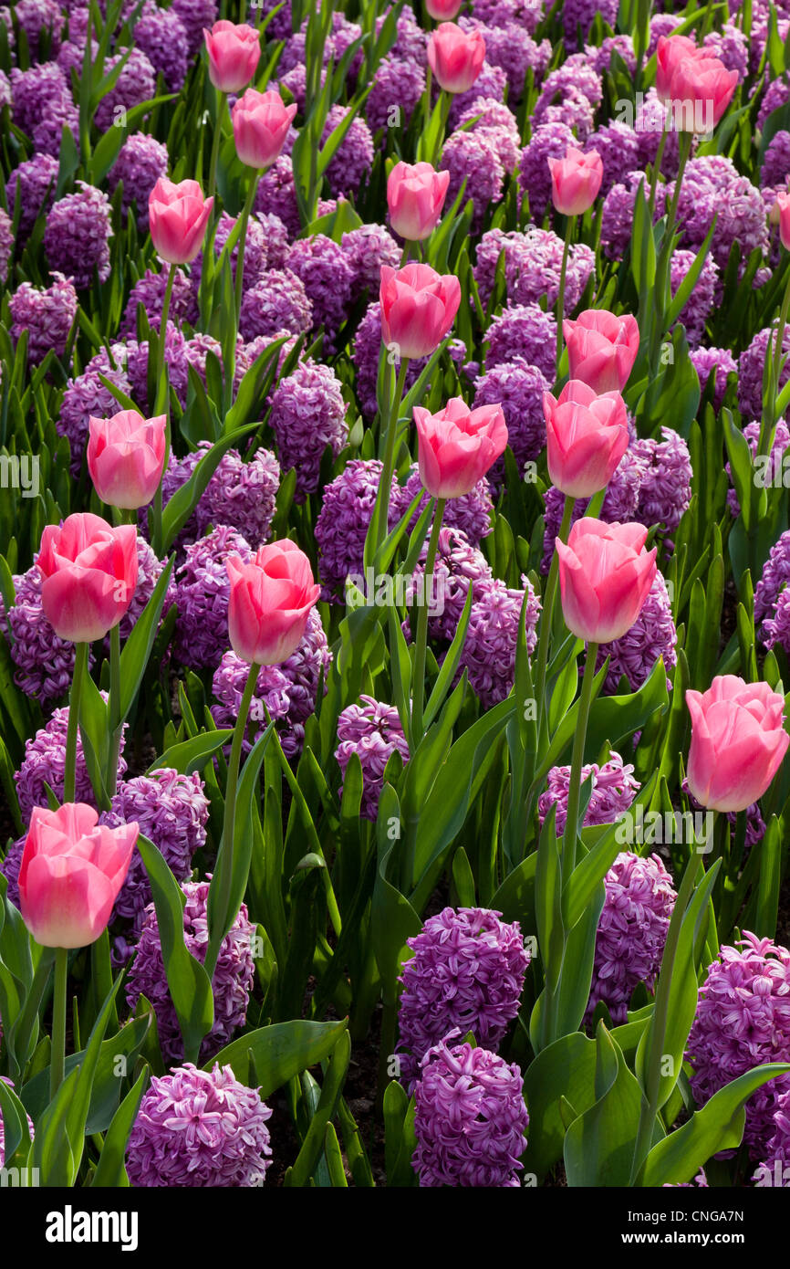Flowerbed with Hyacinths 'Amethyst' and tulip 'Dynasty' (Hyacinthus 'Amethyst', Tulipa Triomphe 'Dynasty') Stock Photo