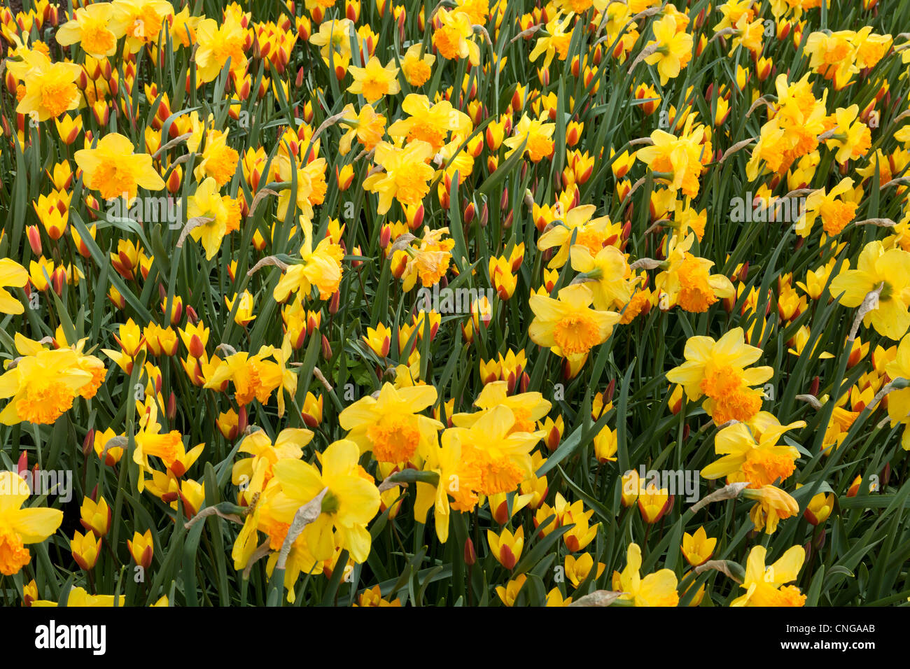 Yellow flowerbed with daffodils 'Suada' and tulips 'Tubergen's Gem' (Tulipa chrysantha 'Tubergen's Gem'). Stock Photo