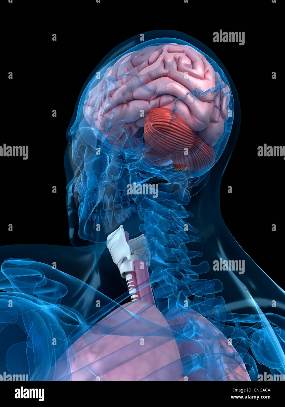 Head anatomy artwork Stock Photo Alamy