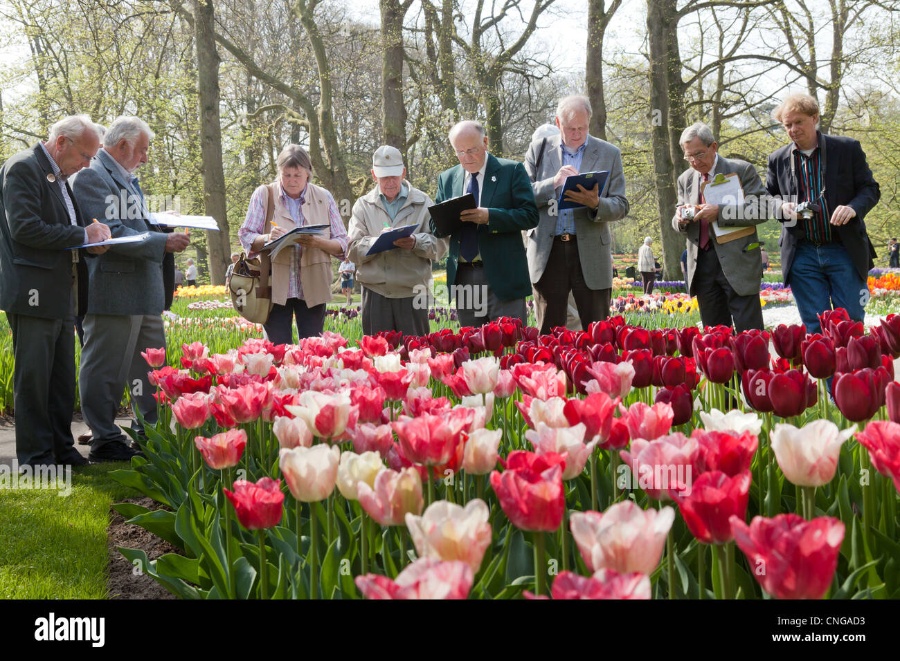 Keukenhof, Judges of the RHS (Royal Horticultural Society) from Kew Garden come to judge tulips and others bulbous plants. Stock Photo
