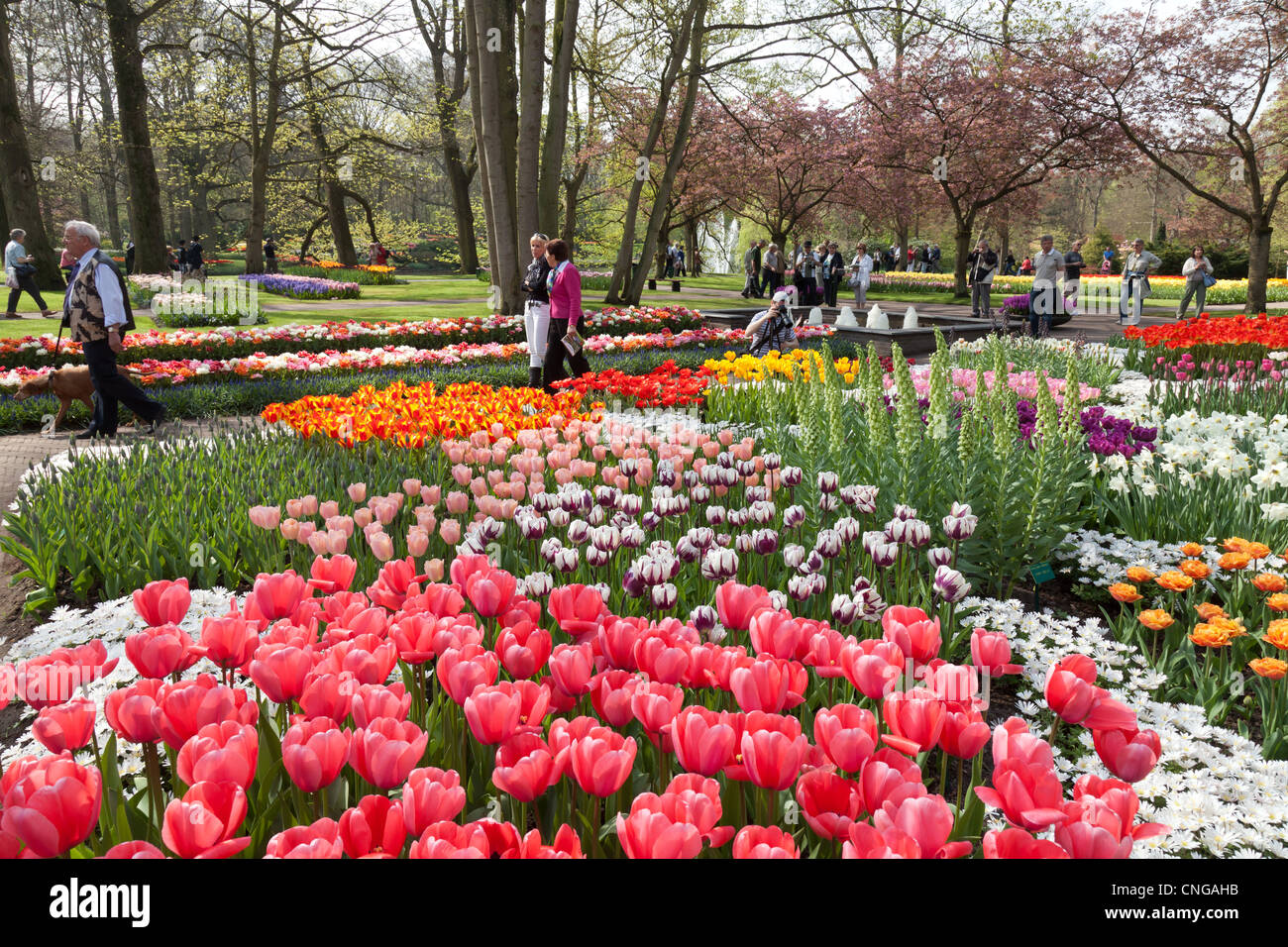 Holland, Keukenhof, flowerbed with tulips, daffodils, Anemone blanda (Grecian Windflower) and visitors. Stock Photo