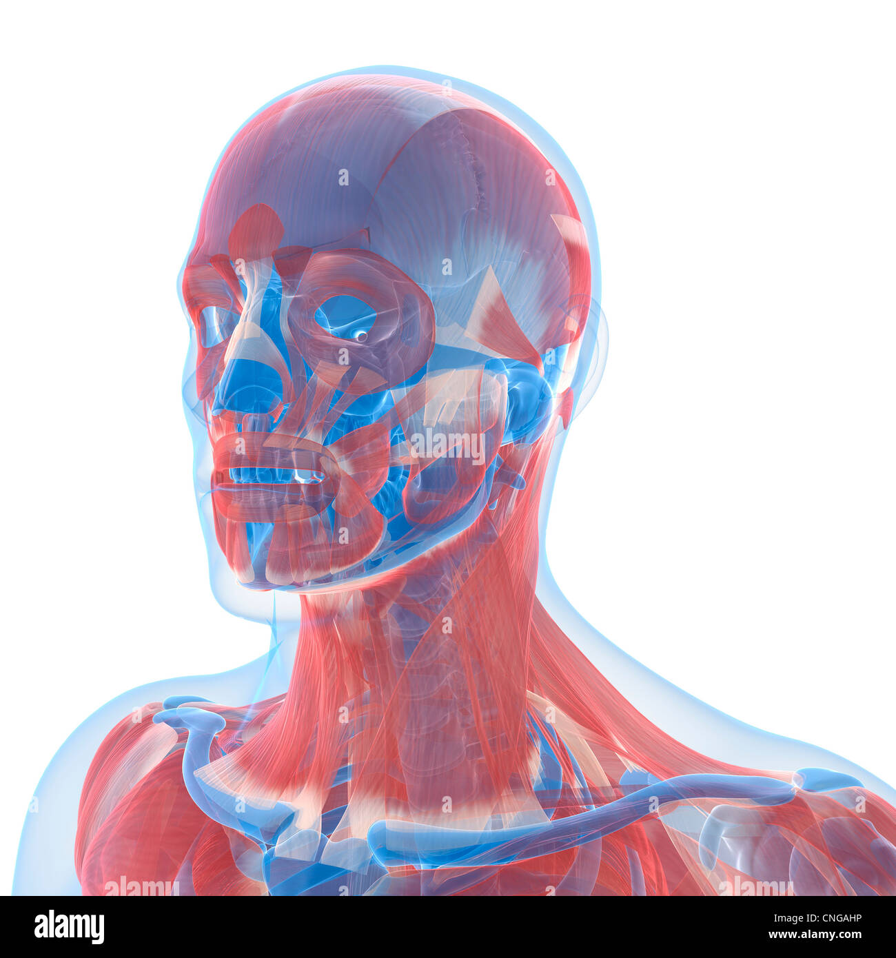 Head anatomy artwork Stock Photo - Alamy