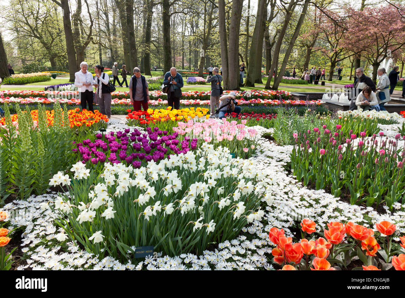 Holland, Keukenhof, flowerbed with tulips, daffodils, Anemone blanda (Grecian Windflower) and visitors. Stock Photo