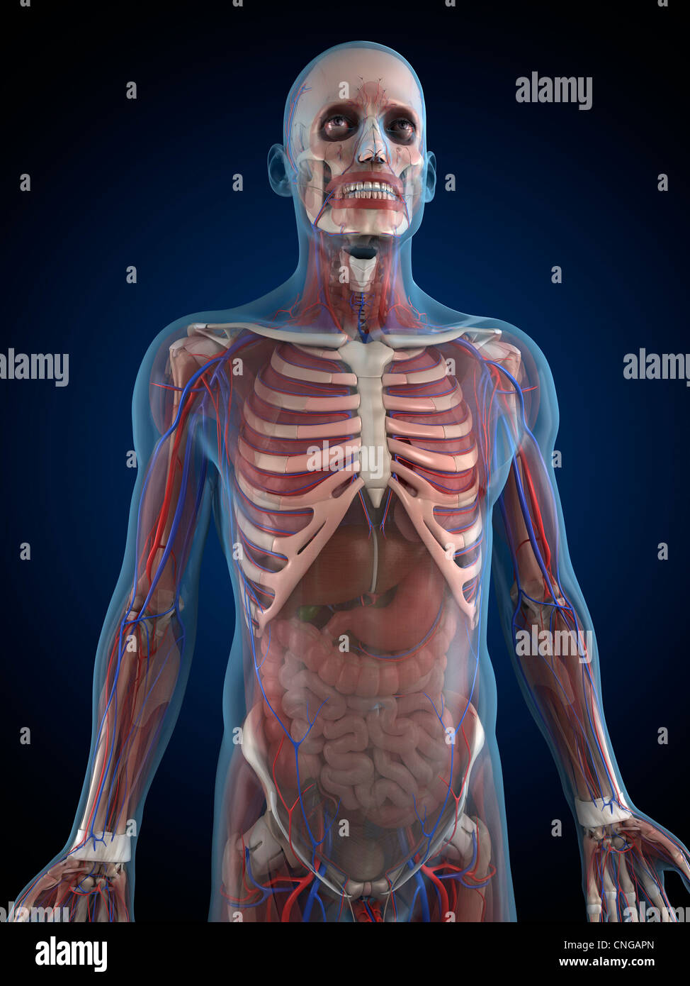 Male anatomy artwork Stock Photo Alamy