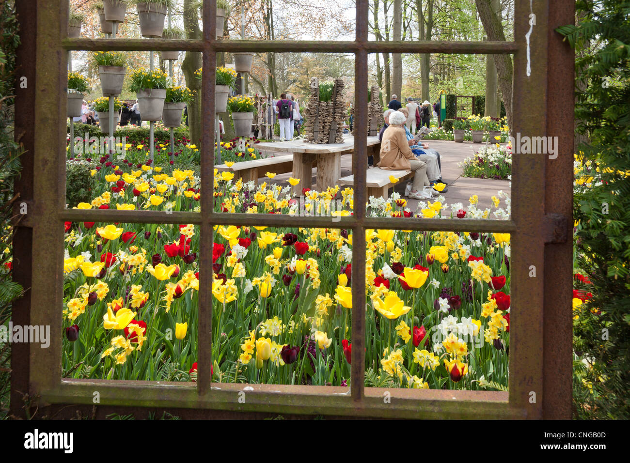 Holland, 'Dune and Bulb Region' in April, Lisse, Keukenhof, seen through a window on tulips and daffodils. Stock Photo