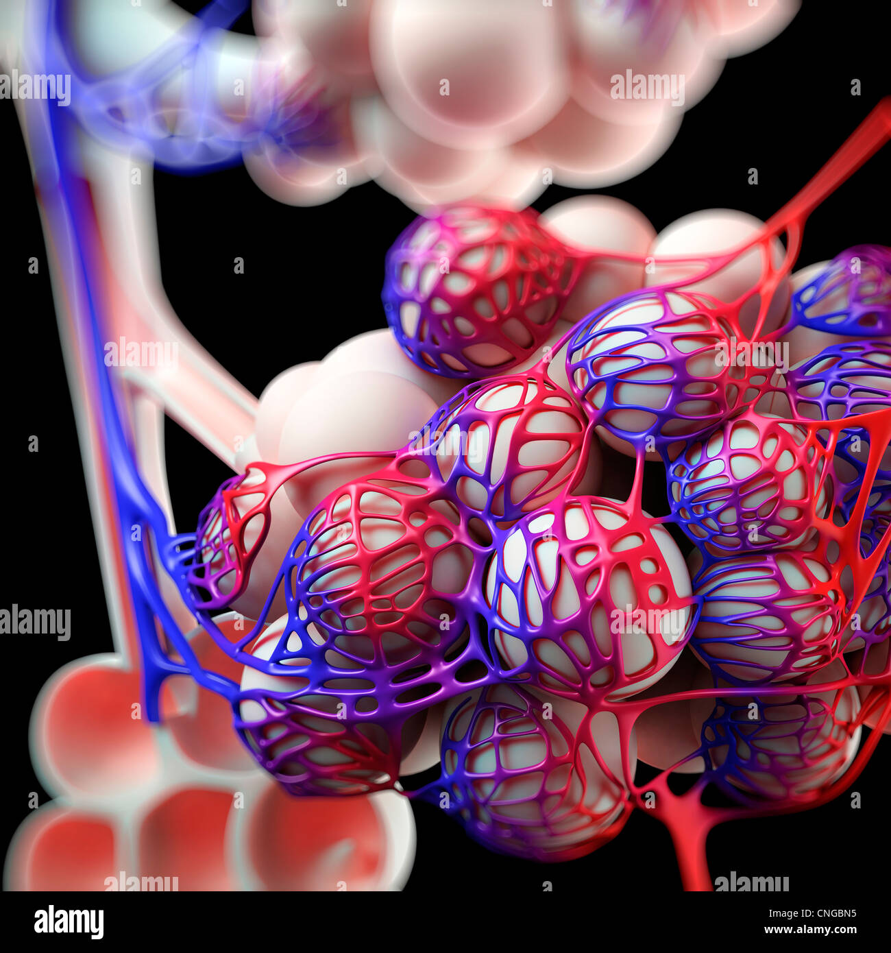 Human alveoli  artwork Stock Photo