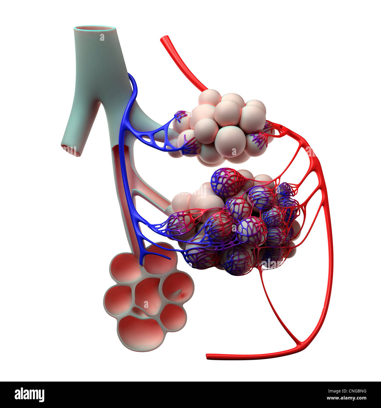 Human alveoli  artwork Stock Photo