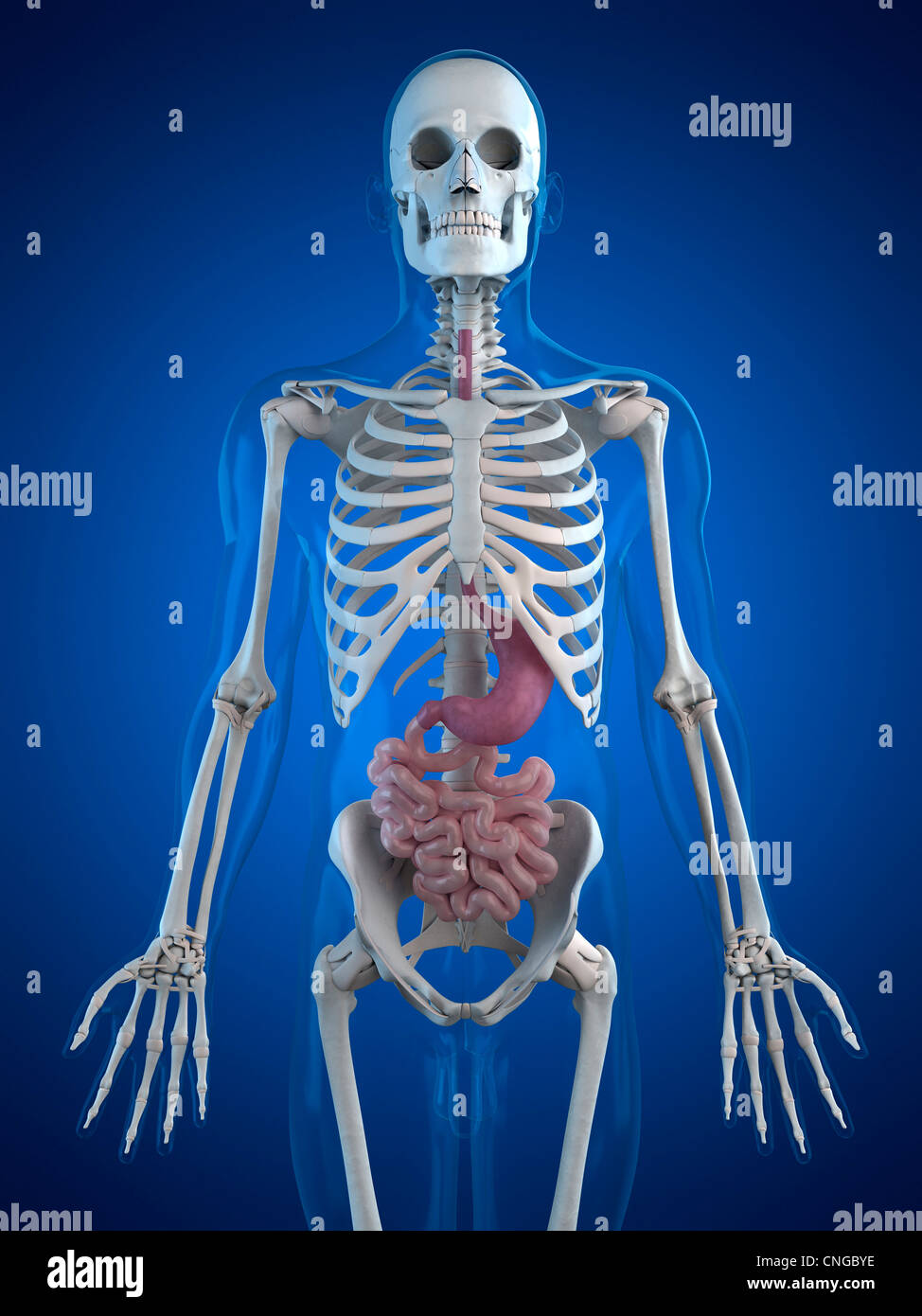 Healthy small intestines artwork Stock Photo - Alamy