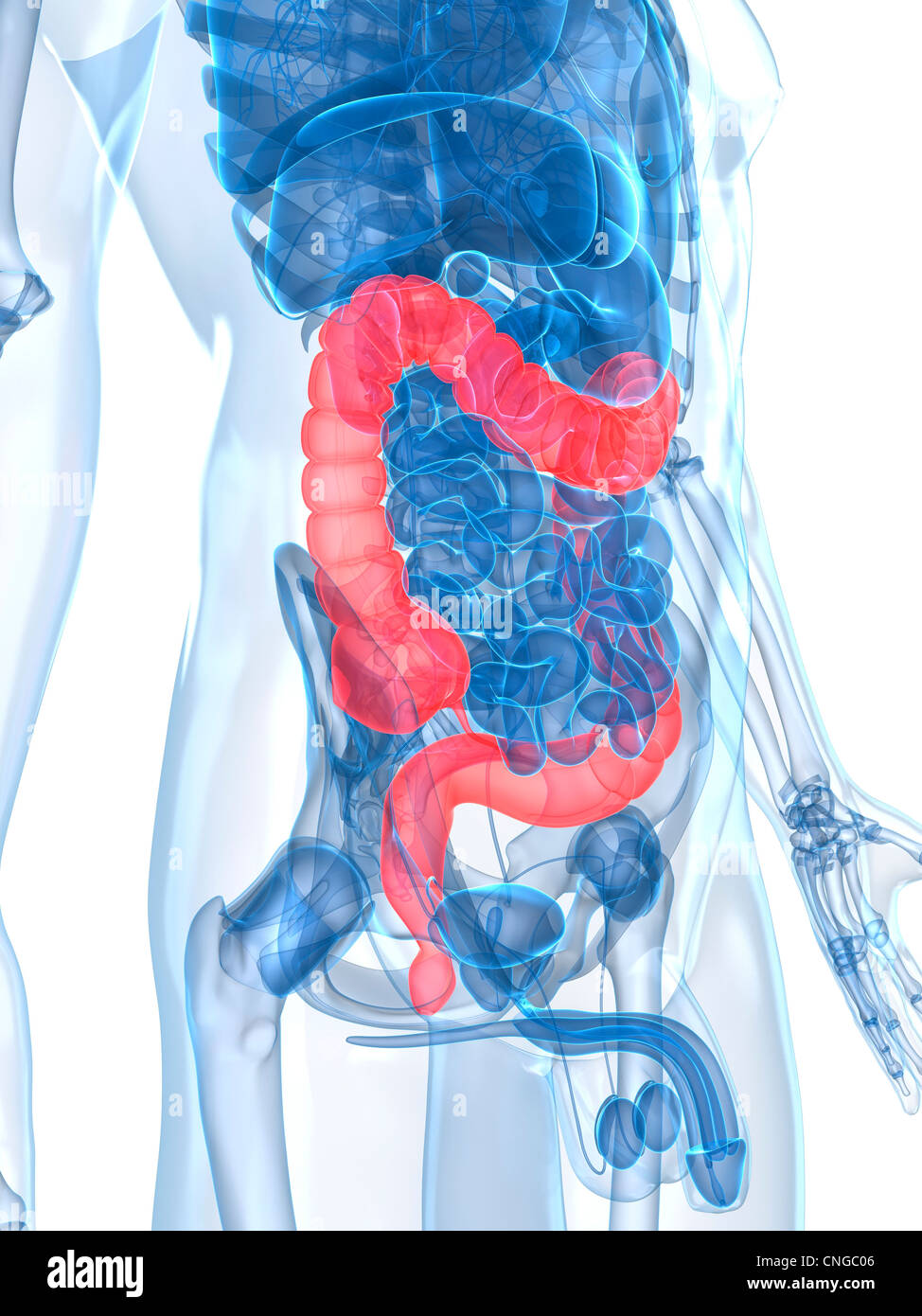 Healthy large intestines artwork Stock Photo - Alamy