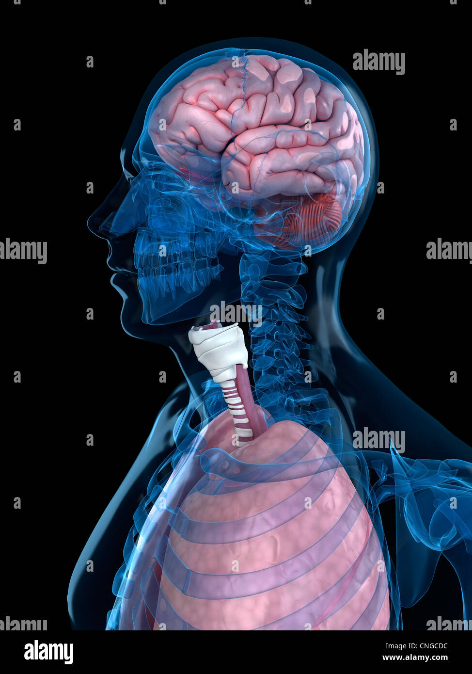 Human anatomy  artwork Stock Photo