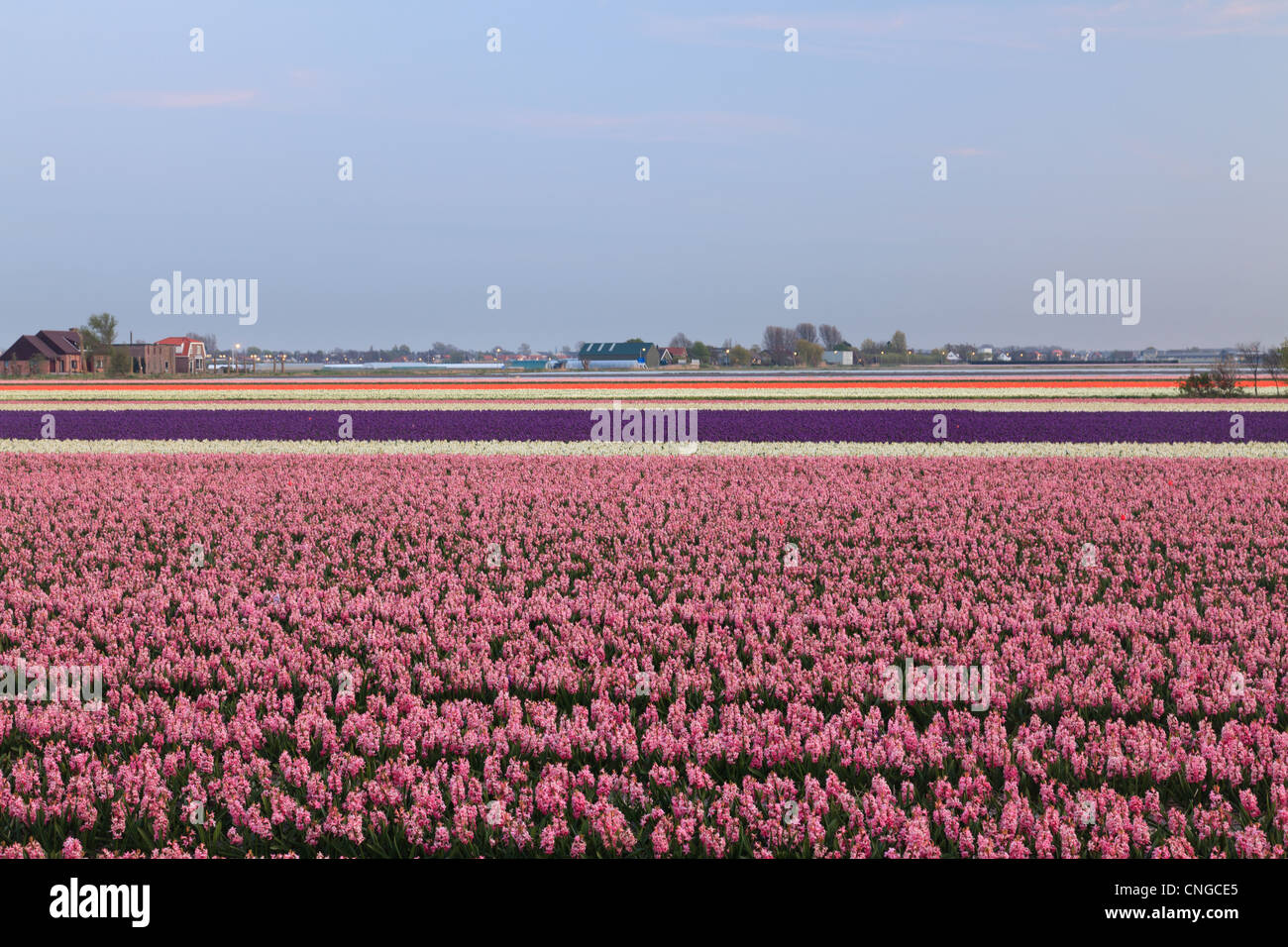 Holland, "Dune and Bulb Region" in April, Lisse, here, fields of hyacinths in the foreground. Stock Photo