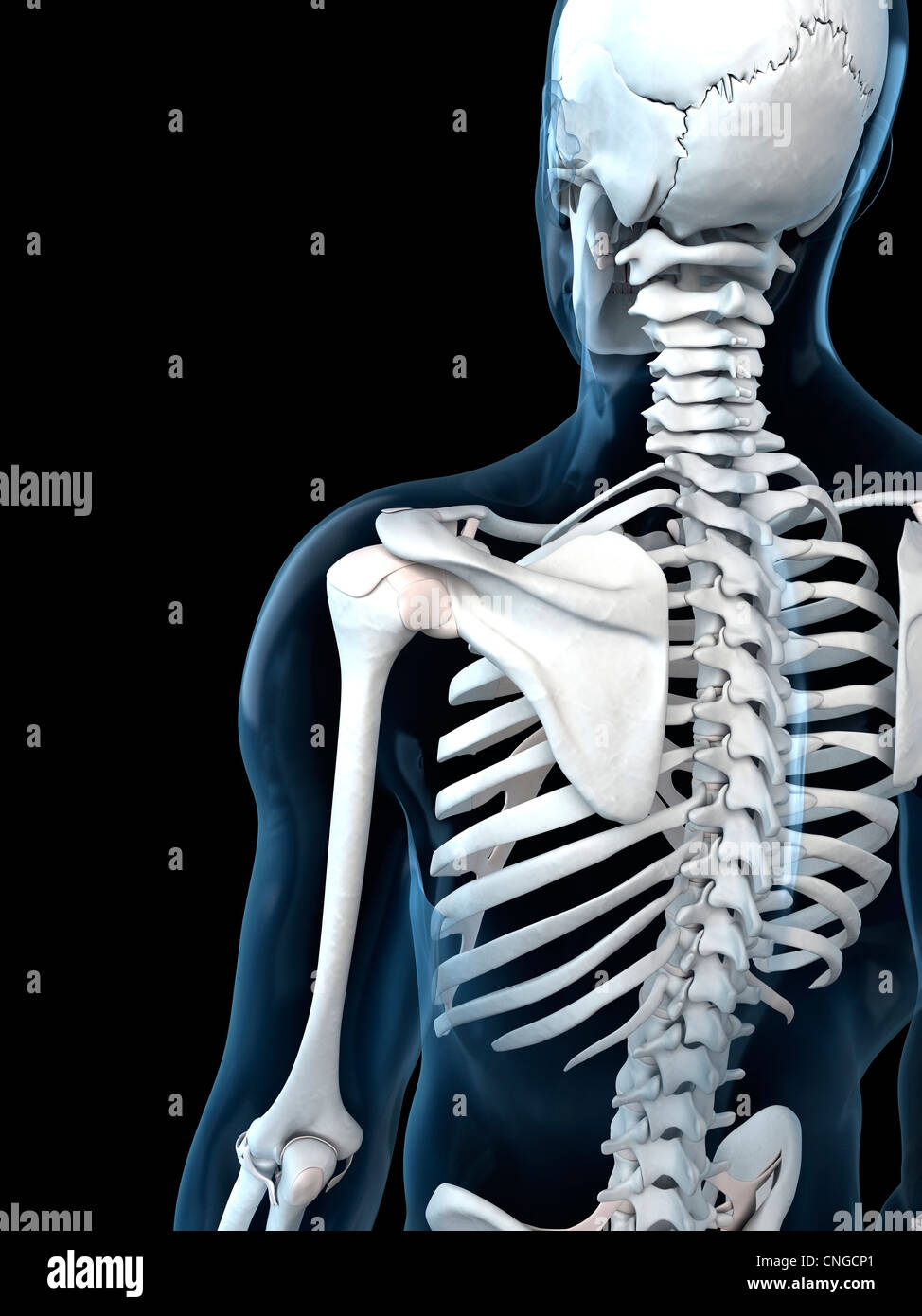 Shoulder Shape Shoulder anatomy artwork Stock Photo - Alamy