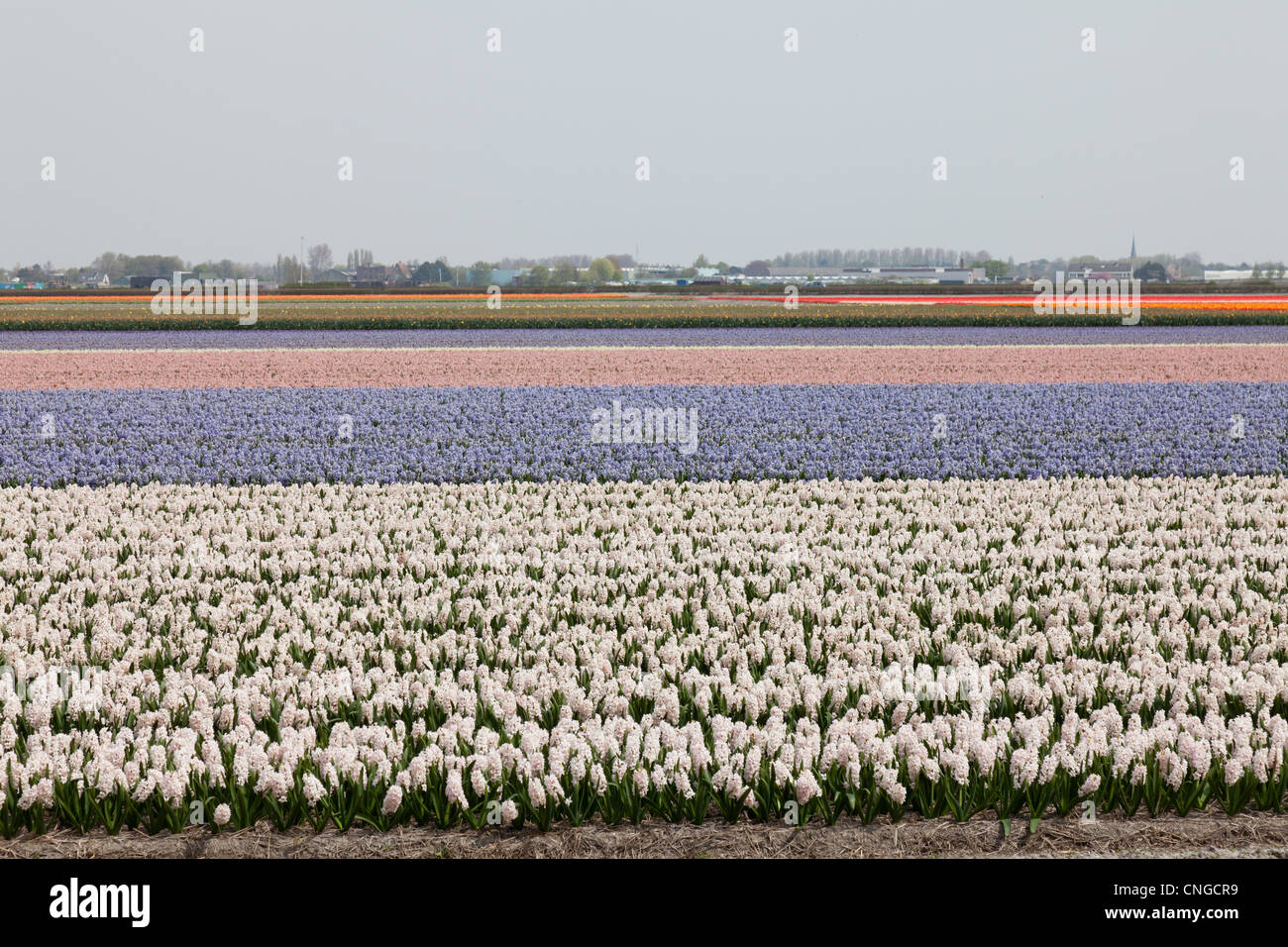 Holland, 'Dune and Bulb Region' in April, Lisse, here, fields of hyacinths. Stock Photo