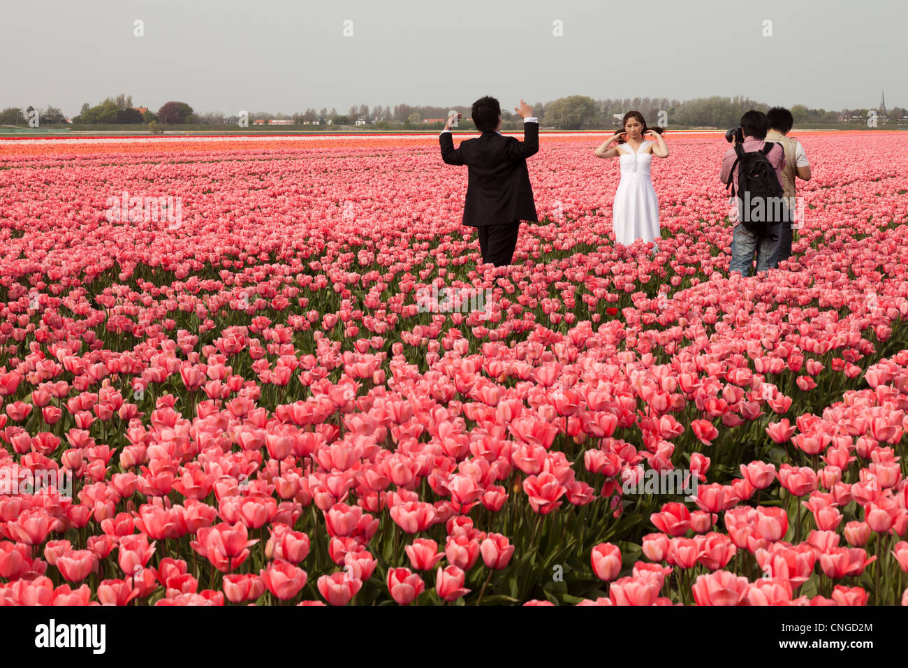 Holland, Lisse, fields of tulips, Chinese tourists on their honeymoon and here pictures dressed in married. Stock Photo