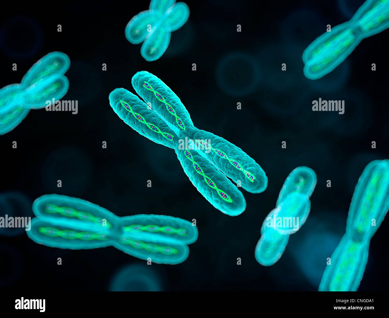 Chromosomes artwork Stock Photo - Alamy