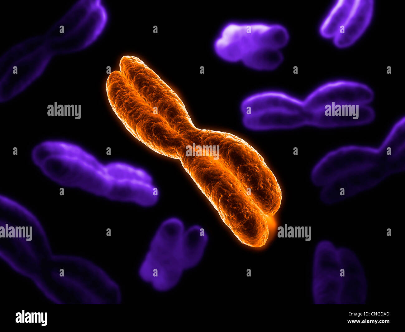 Chromosomes artwork Stock Photo - Alamy