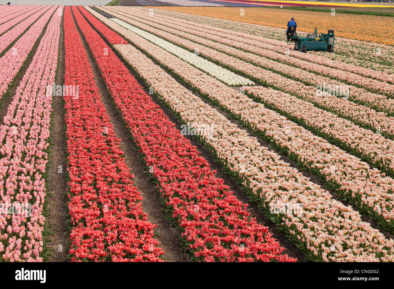 When to Cut off Hyacynths And Tulips 