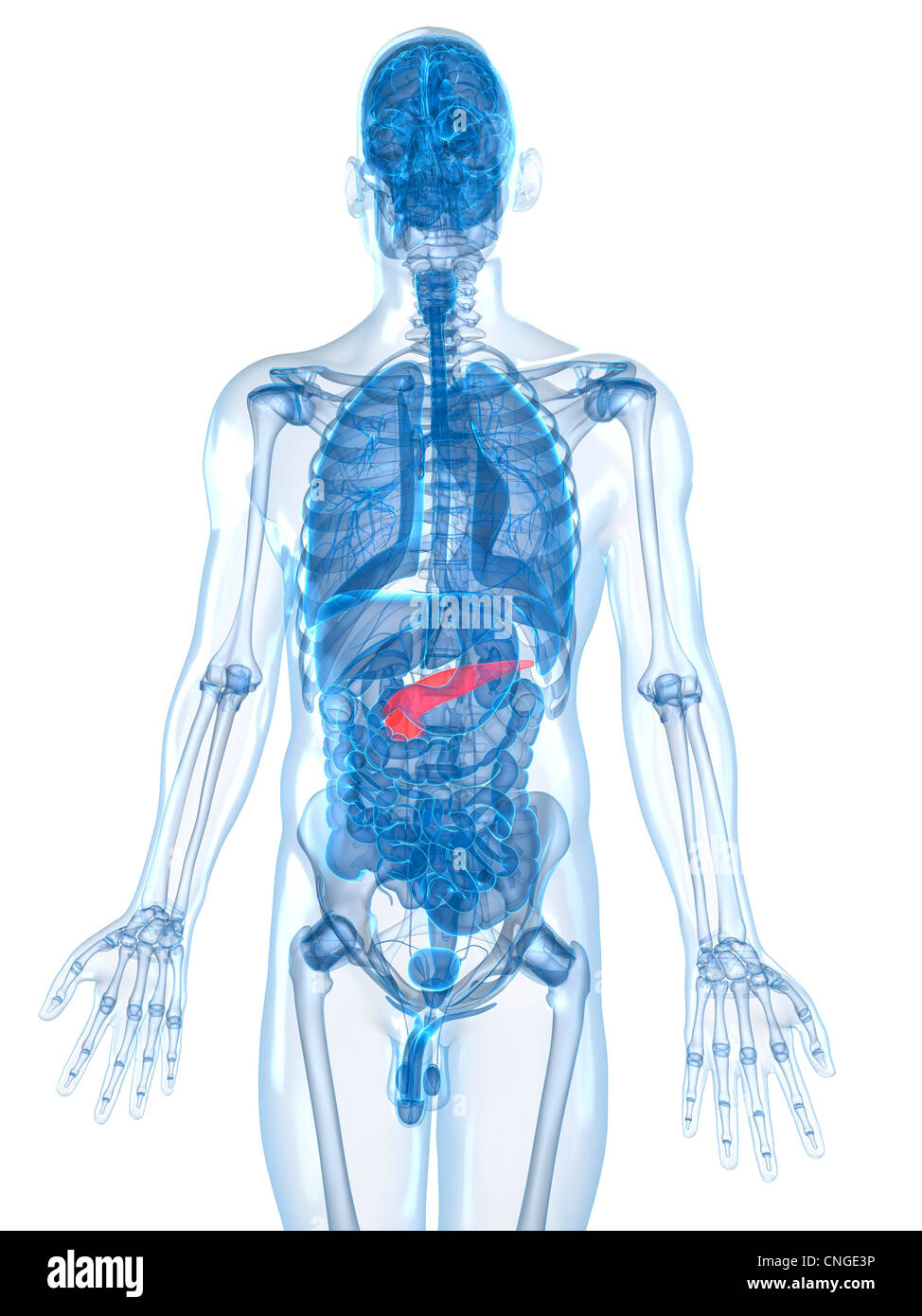 Pancreas Drawing Stock Photos & Pancreas Drawing Stock Images - Alamy
