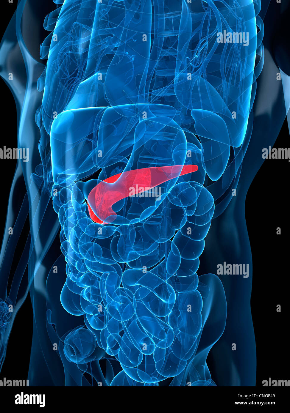 Pancreas Drawing Stock Photos & Pancreas Drawing Stock Images - Alamy